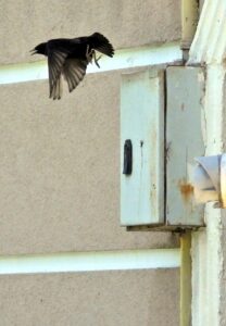 KARS (AA) – Kars'ın Sarıkamış ilçesinde sığırcıklar, doğal gaz sayaçlarının