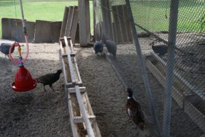 TOKAT (AA) – Tokat'ın Erbaa ilçesinde bulunan Keklik ve Sülün