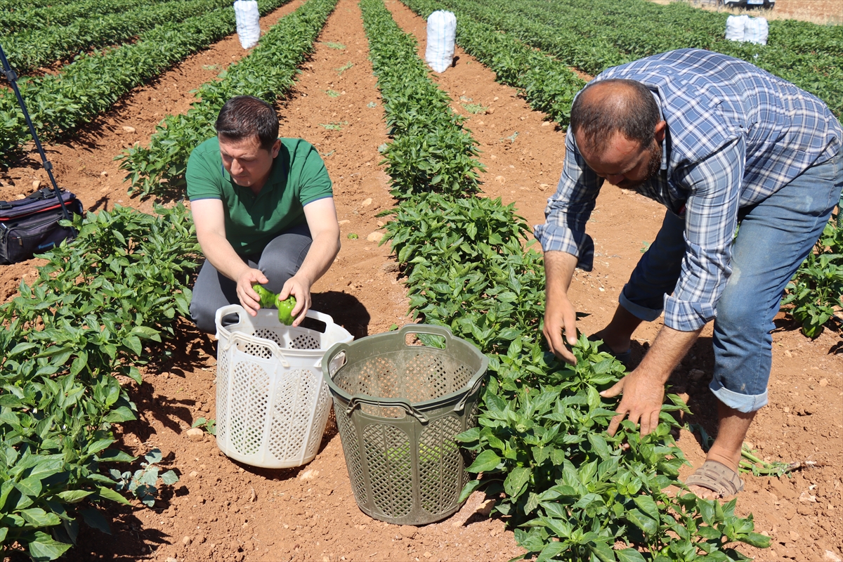 Kilis'te çiftçiler biber hasadına başladı