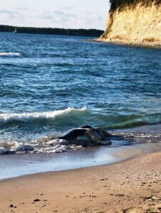 KOCAELİ (AA) – Kocaeli'nin Kandıra ilçesinde, farklı sahillere vuran 4