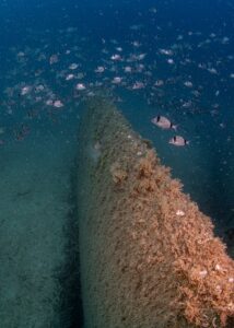 AYDIN (AA) – FERDİ UZUN – Sahilleri ve doğasıyla ülkenin