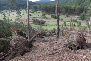 KÜTAHYA (AA) – Kütahya'da hortum ve fırtına yüzlerce çam ağacını