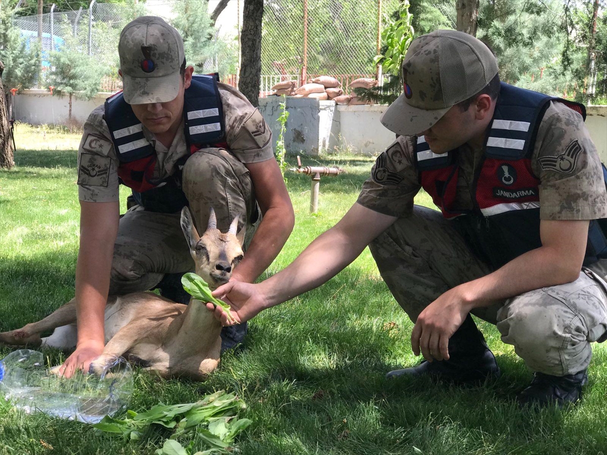 Malatya'da jandarmanın bulduğu yaralı dağ keçisi tedavi altına alındı