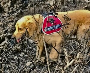 MUĞLA (AA) – Marmaris ilçesindeki orman yangınının başladığı alanı hassas