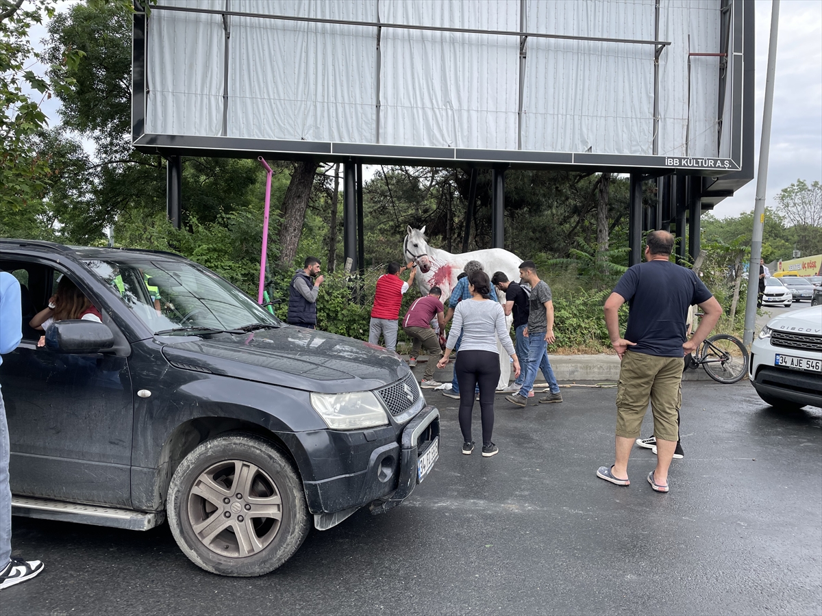 Maslak'ta binicilik kulüplerinin bulunduğu alandan kaçan ata otomobil çarptı