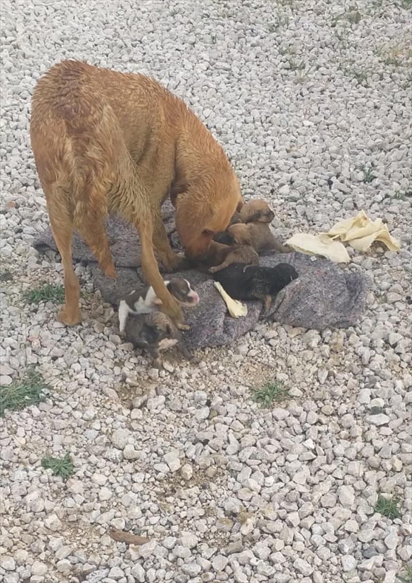 Muğla'da yağmur suyu kanalında mahsur kalan köpek ve 6 yavrusu kurtarıldı