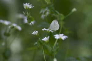 TUNCELİ (AA) – Tunceli'nin Ovacık ilçesinde rengarenk çiçekler arasında uçuşan