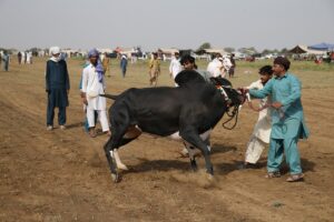 İSLAMABAD (AA) – Pakistan'ın Ravalpindi kentinde renkli görüntülere sahne olan