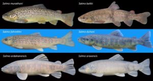 RİZE (AA) Recep Tayyip Erdoğan Üniversitesi (RTEÜ) Su Ürünleri Fakültesi