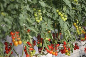 SAKAYA (AA) – Sakarya Büyükşehir Belediyesince Akyazı ilçesinde hayata geçirilen