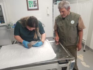 SAKARYA (AA) – Sakarya'nın Karasu ilçesinde yaralı halde bulunan kukumav