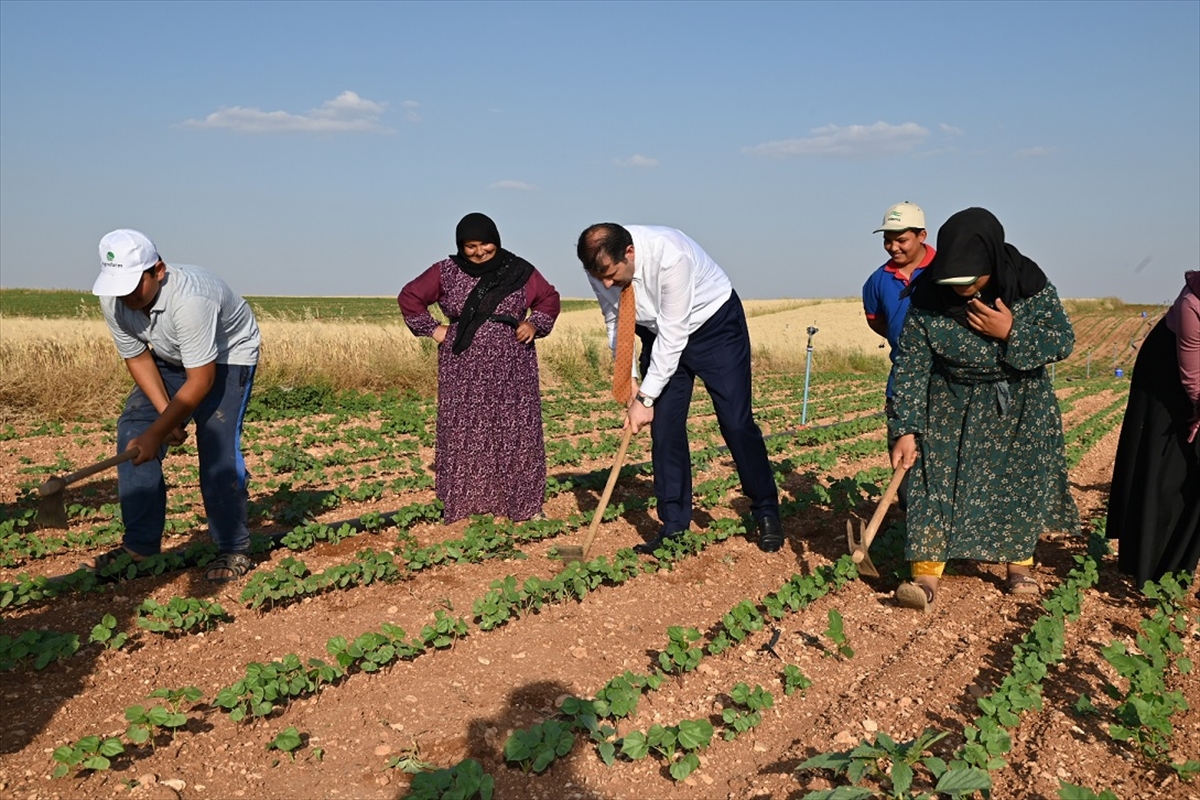 Şanlıurfa Valisi Ayhan, işçilerle pamuk tarlasını çapaladı