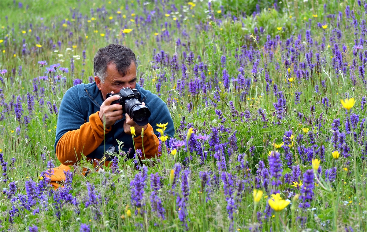 Sarıkamış'ta fotoğrafçılar rengarenk çiçekler ve kelebekleri görüntüledi