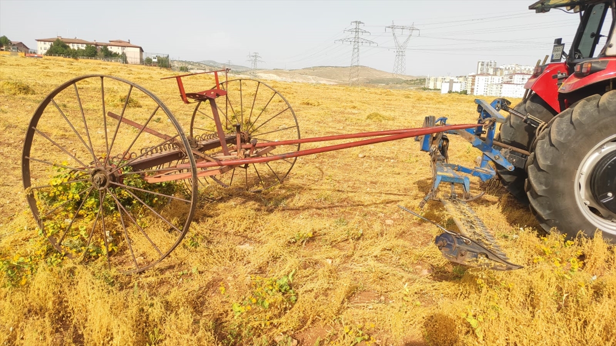 Siirt'te sezonun ilk kırmızı mercimek hasadı yapıldı