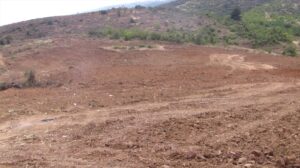 SAKARYA (AA) – Sakarya'nın Pamukova ilçesinde tarım yapmak için hazineden