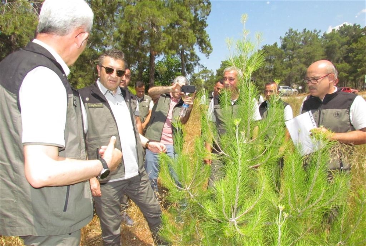 Tarım ve Orman Bakan Yardımcısı Tiryaki, endüstriyel plantasyon sahasını gezdi