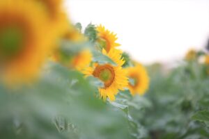 KIRKLARELİ (AA) – Türkiye'nin ayçiçeği ihtiyacının önemli bir kısmını karşılayan