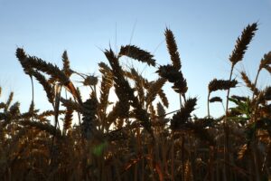 TEKİRDAĞ (AA) – Tekirdağ Büyükşehir Belediyesince "6. Hasat Bayramı" etkinliği
