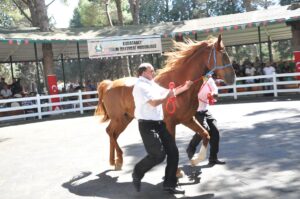 BURSA (AA) – Tarım İşletmeleri Genel Müdürlüğü (TİGEM) Karacabey Tarım