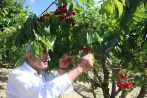 TOKAT (AA) – Tokat'ın Zile ilçesinde bir kişi, 26 dönüm