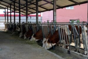 TOKAT (AA) – Tokat'ta kene ile mücadele kapsamında büyükbaş hayvanlarda