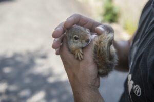 TUNCELİ (AA) – Tunceli'de koruma altına alınan 2 yavru sincap,