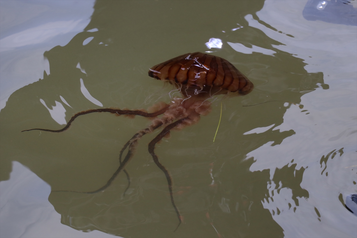 Yalova sahillerinde zehirli pusula denizanası görüldü