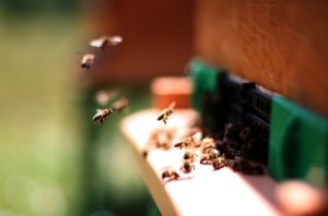 DÜZCE (AA) – "Yığılca arısı" Türkiye'nin 5. arı ırkı olarak