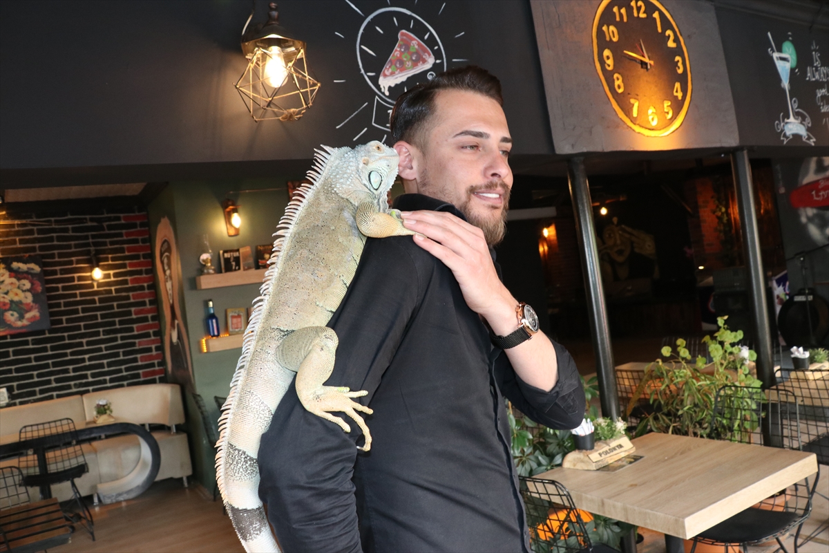 Yozgat'ta kafe işletmecisi müşterilerini omzunda iguana ile karşılıyor