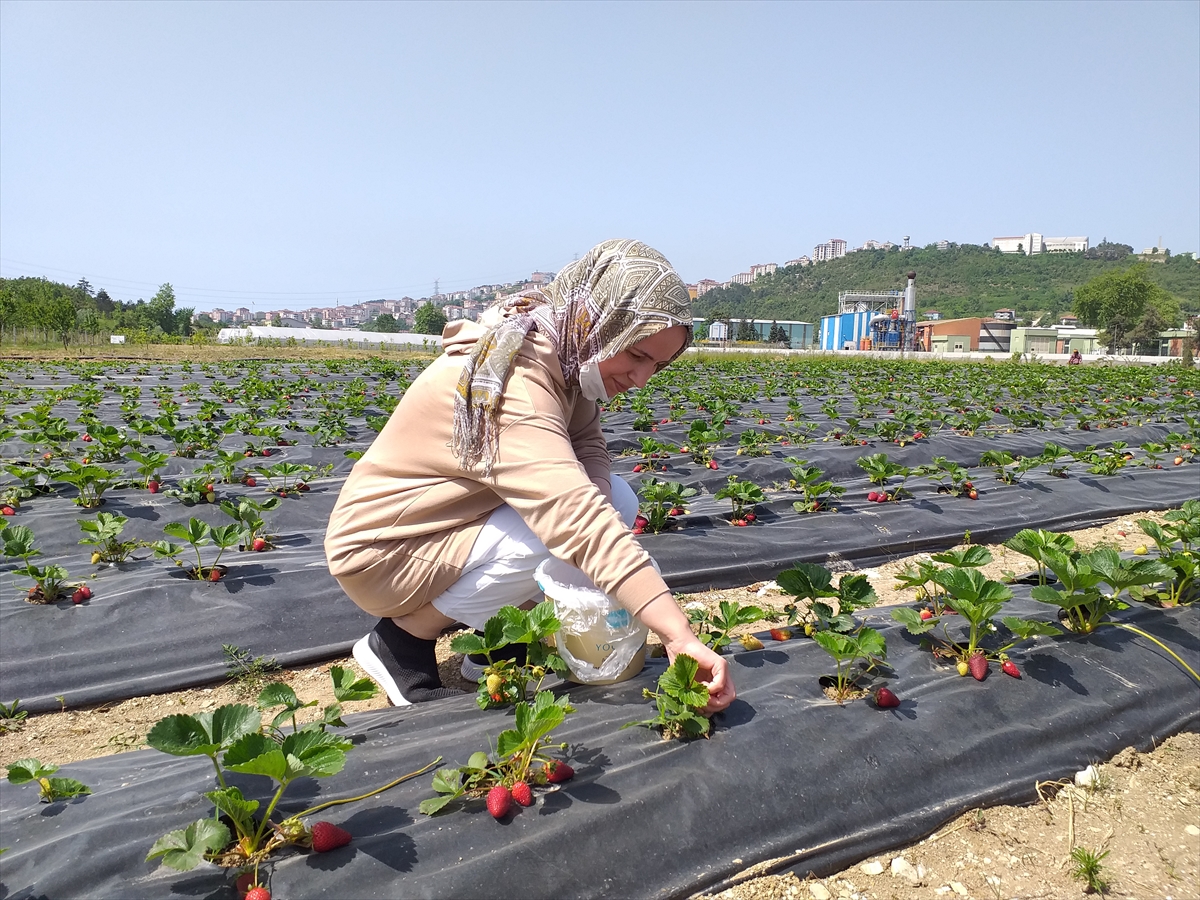 Zonguldak'ta müşteriler satın alacakları çilekleri kendileri topluyor