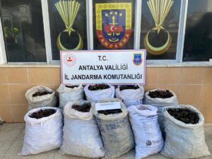 ANTALYA (AA) – Antalya'nın Gazipaşa ilçesinde başkanına ait bahçedeki keçiboynuzlarını