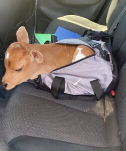 AYDIN (AA) – Aydın'ın Koçarlı ilçesinde, çaldıkları buzağıyı spor çantasına