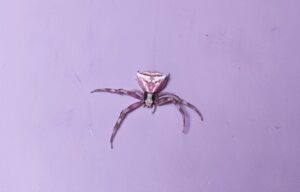 BALIKESİR (AA) – Burhaniye ilçesinde yaşayan bir ev kadının evinin