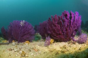 - Belgesel yönetmeni ve sualtı fotoğrafçısı Tahsin Ceylan, Çanakkale'de bazı