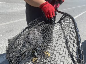 EDİRNE (AA) – Edirne'de bir evin balkonundaki güvenlik maksadıyla gerilmiş