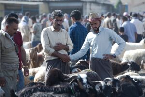 ERBİL (AA) – Irak'ın Erbil kentinde, Kurban Bayramı öncesinde hayvan