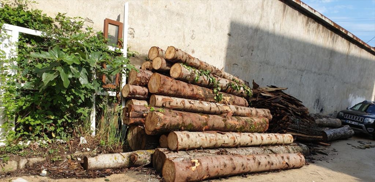 Giresun'da tomruk çalan kişiler tutuklandı