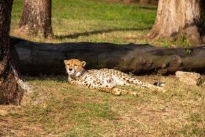 JOHANNEBURG (AA) – Güney Afrika ülkesi Namibya, Hindistan ile "çita