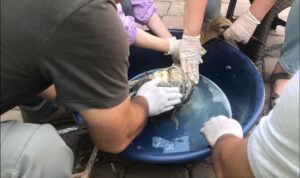 IĞDIR (AA) – Iğdır'da zirai ilaca bulaştığı için bitkin düşen