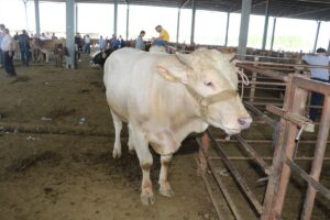 - Pazarda küçükbaş hayvanlar 2500-5 bin, büyükbaşlar ise 10-25 bin