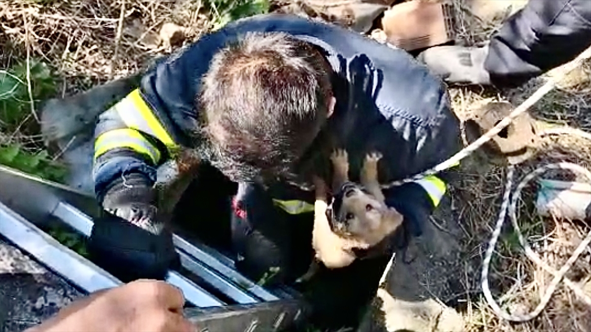 Karabük'te 5 metrelik kuyuya düşen köpek yavrusu kurtarıldı
