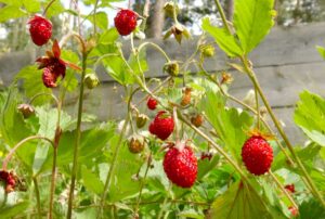KARS (AA) – Türkiye'nin en yüksek yerleşim birimleri arasında yer