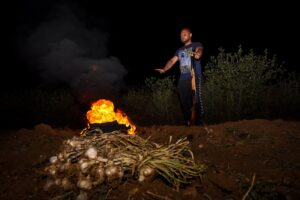 KASTAMONU (AA) – Türkiye'nin önemli sarımsak üretim merkezlerinden Kastamonu'nun Taşköprü