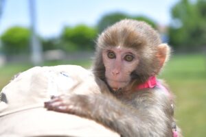 KAYSERİ (AA) – Kayseri'de Büyükşehir Belediyesine ait, 153 türde yaklaşık