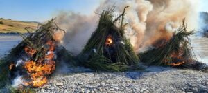 KIRKLARELİ (AA) – Kırklareli'nin Babaeski ilçesinde ayçiçeği tarlasında 208 bin