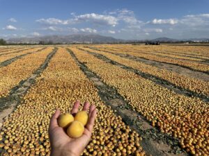 MALATYA (AA) – "Dünya kayısı başkenti" olarak anılan Malatya'da, hasat