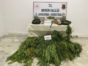 MERSİN (AA) – Mersin'de, hayvan çadırında Hint keneviri yetiştirdiği iddiasıyla