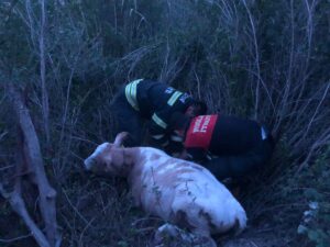 - Çukurda mahsur kalan bir inekle ayağına ip dolanan martı