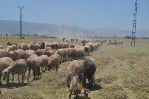 MUŞ (AA) – Korkut ilçesinde berivanlar (süt sağan kadın), küçükbaş