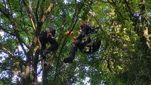 SAKARYA (AA) – Sakarya'da ormanlık alanda ağaçlara takılarak mahsur kalan